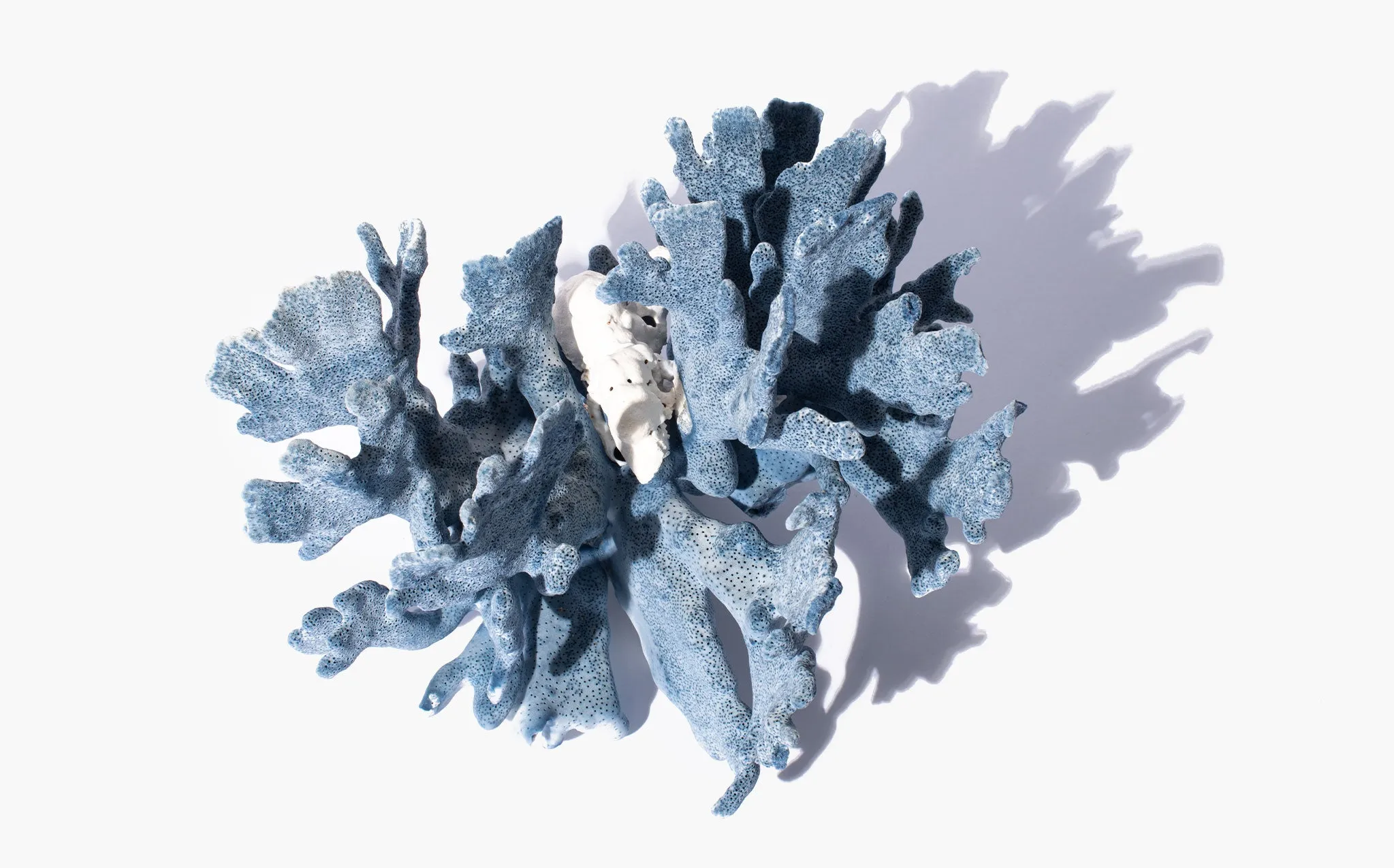 Blue Coral Specimen