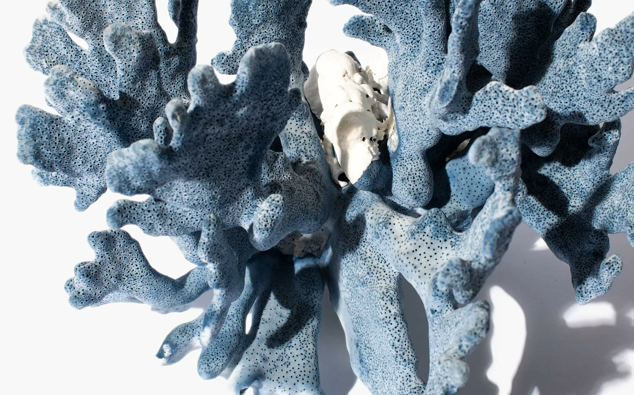 Blue Coral Specimen