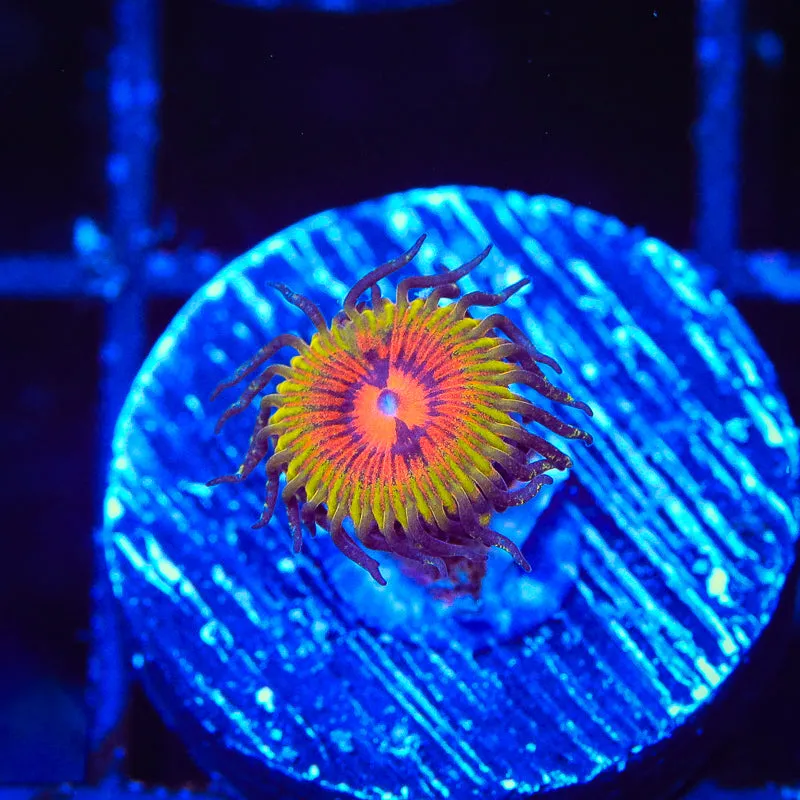 Bow Tie Blasters Zoanthids Coral