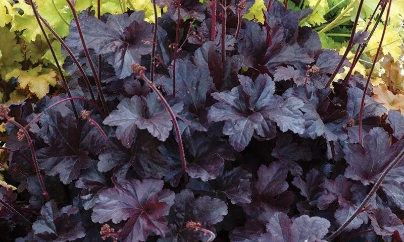 Coral Bells:  'Obsidian' - 15 cm (Bl)