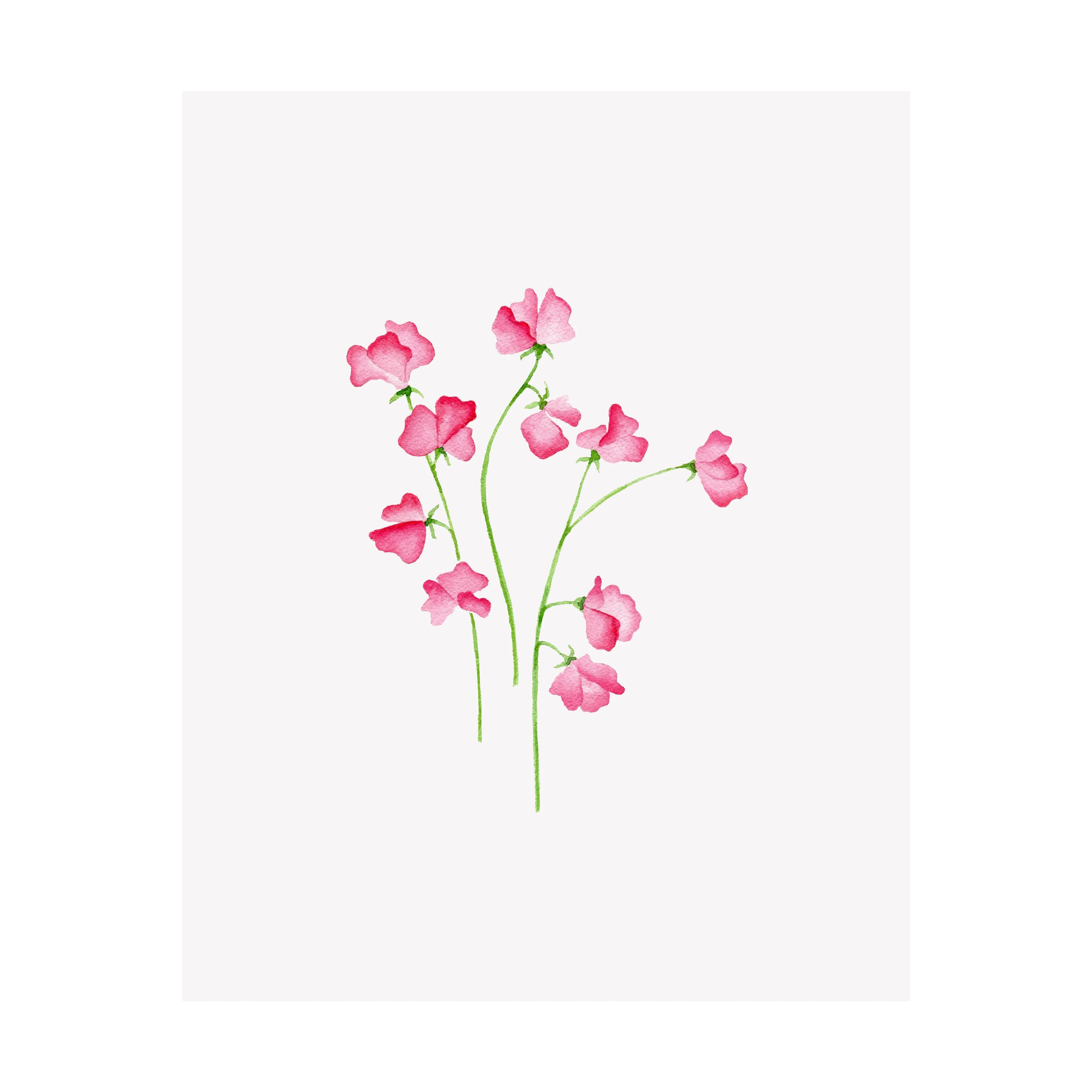 Floral Print- Sweet Pea