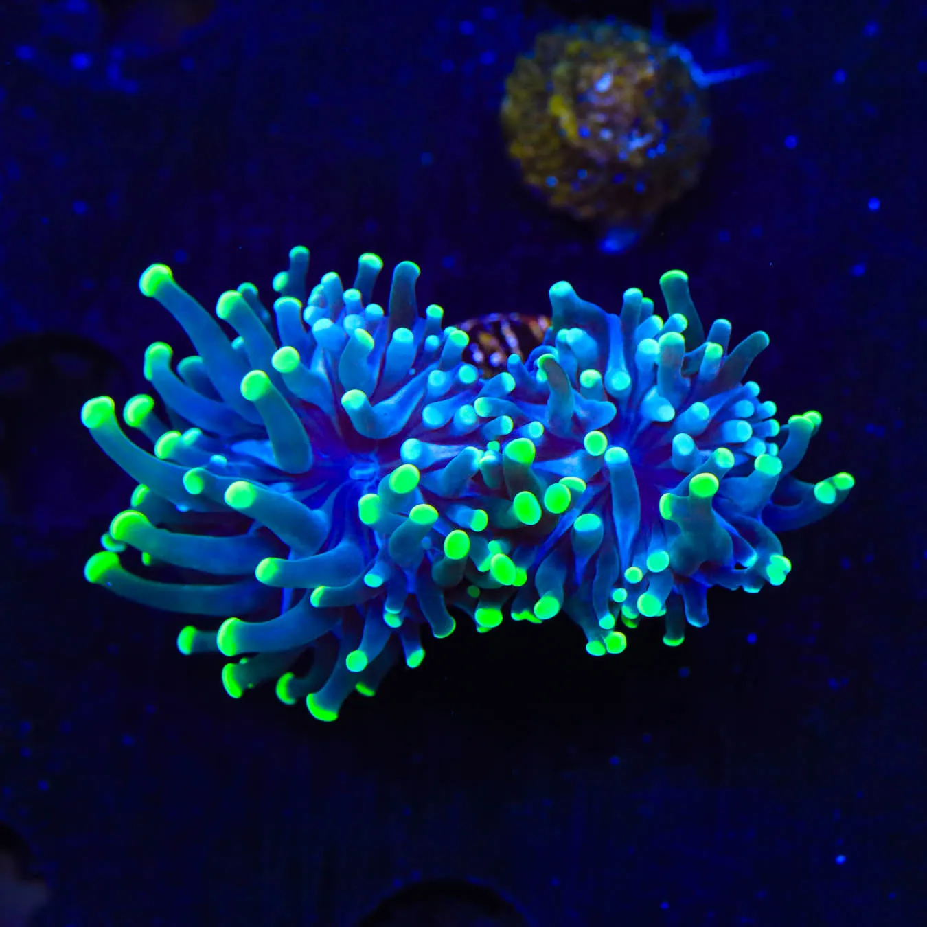 Green Tip Torch Coral