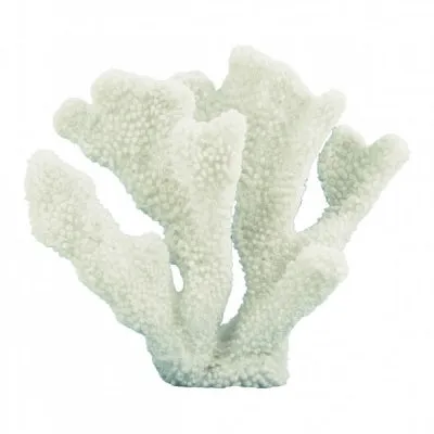 Horn Coral 15cm