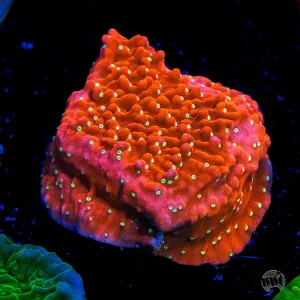 Jason Fox Snow Cap Montipora