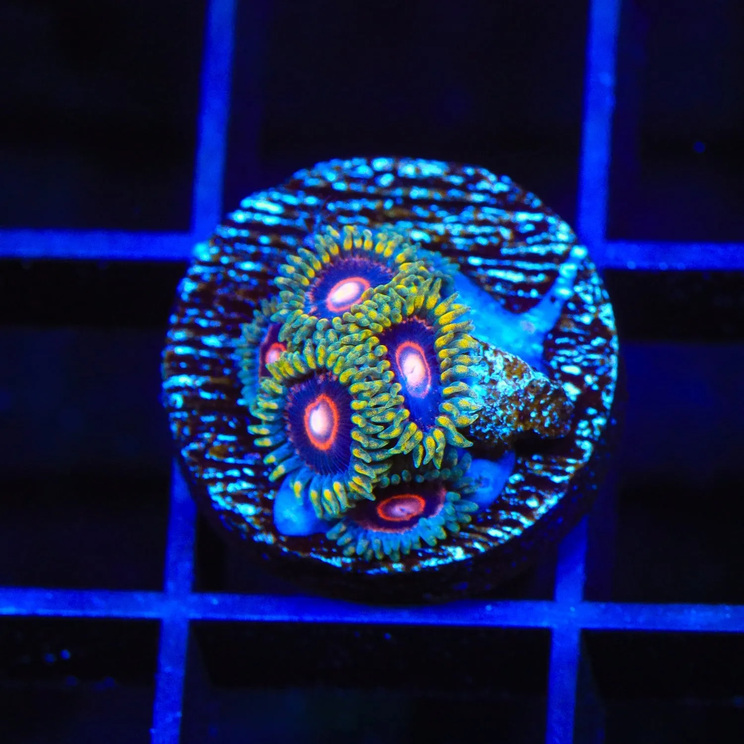 Jawbreakers Zoanthids Coral