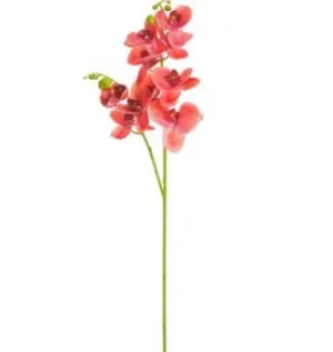 Phalaenopsis Orchid Spray - 37" Coral