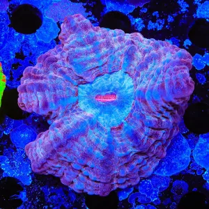 Pink Indophyllia Coral