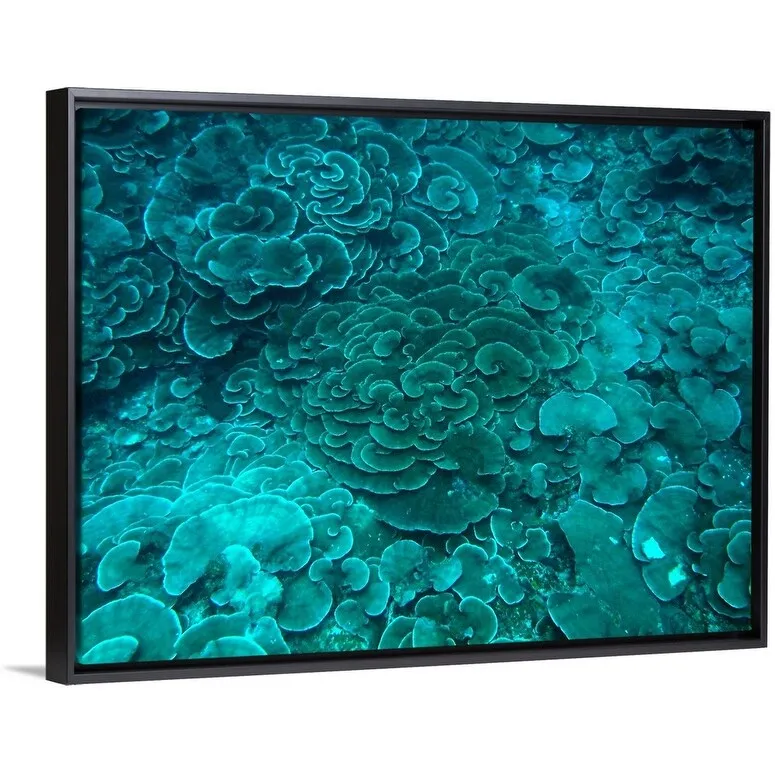 "Cabbage coral reef" Black Float Frame Canvas Art