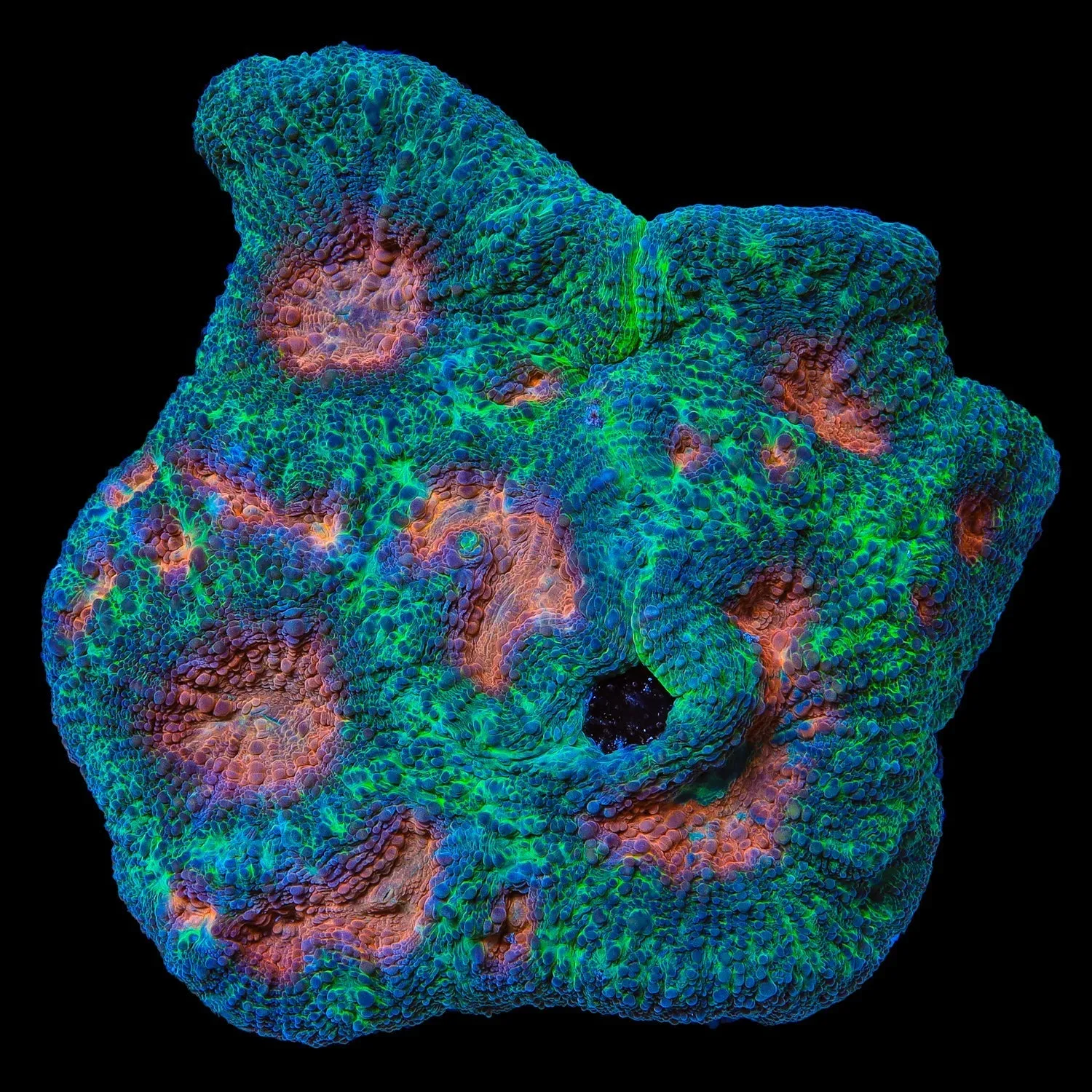 Rainbow Acanthastrea rotundoflora Coral