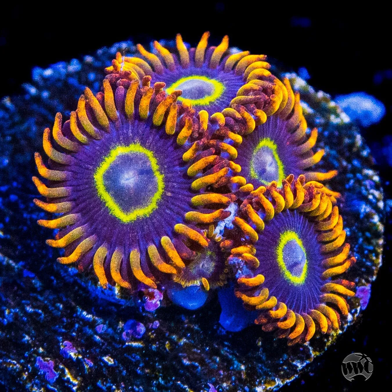 Rainbow Hornet Zoanthids