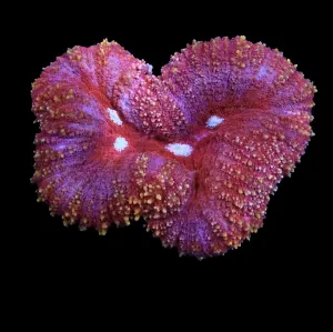 Red Fuzzy Lobophyllia Coral