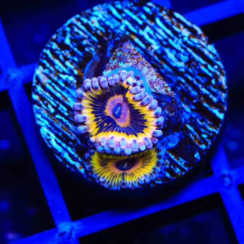 Stratocaster Zoanthids Coral