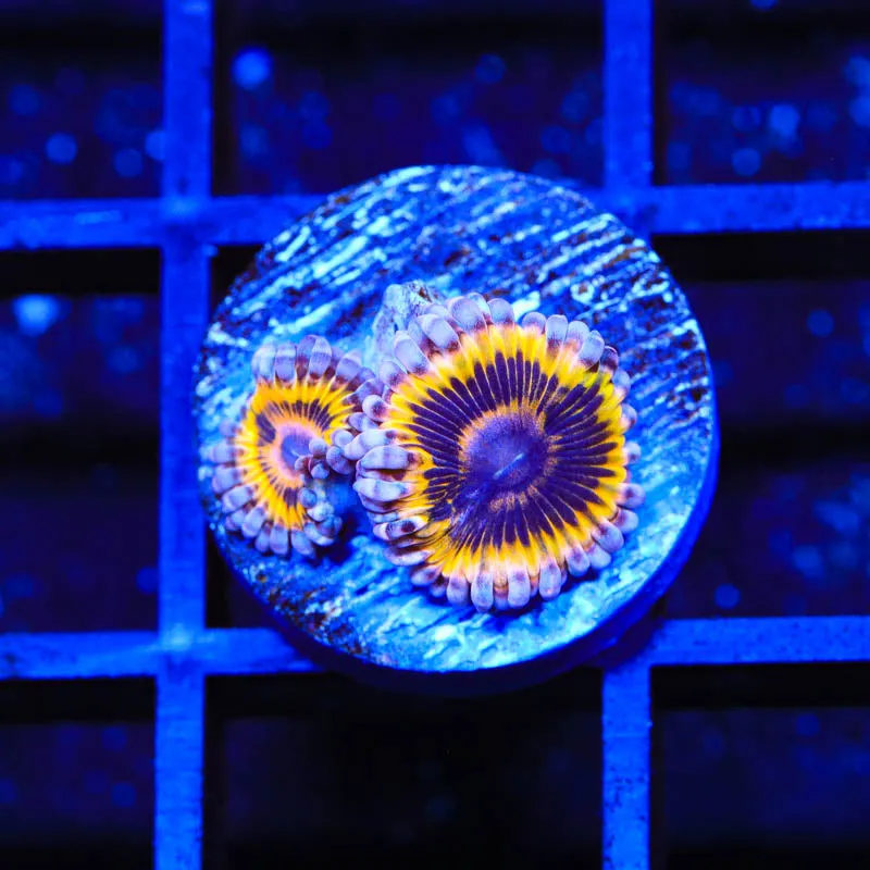 Stratocaster Zoanthids Coral