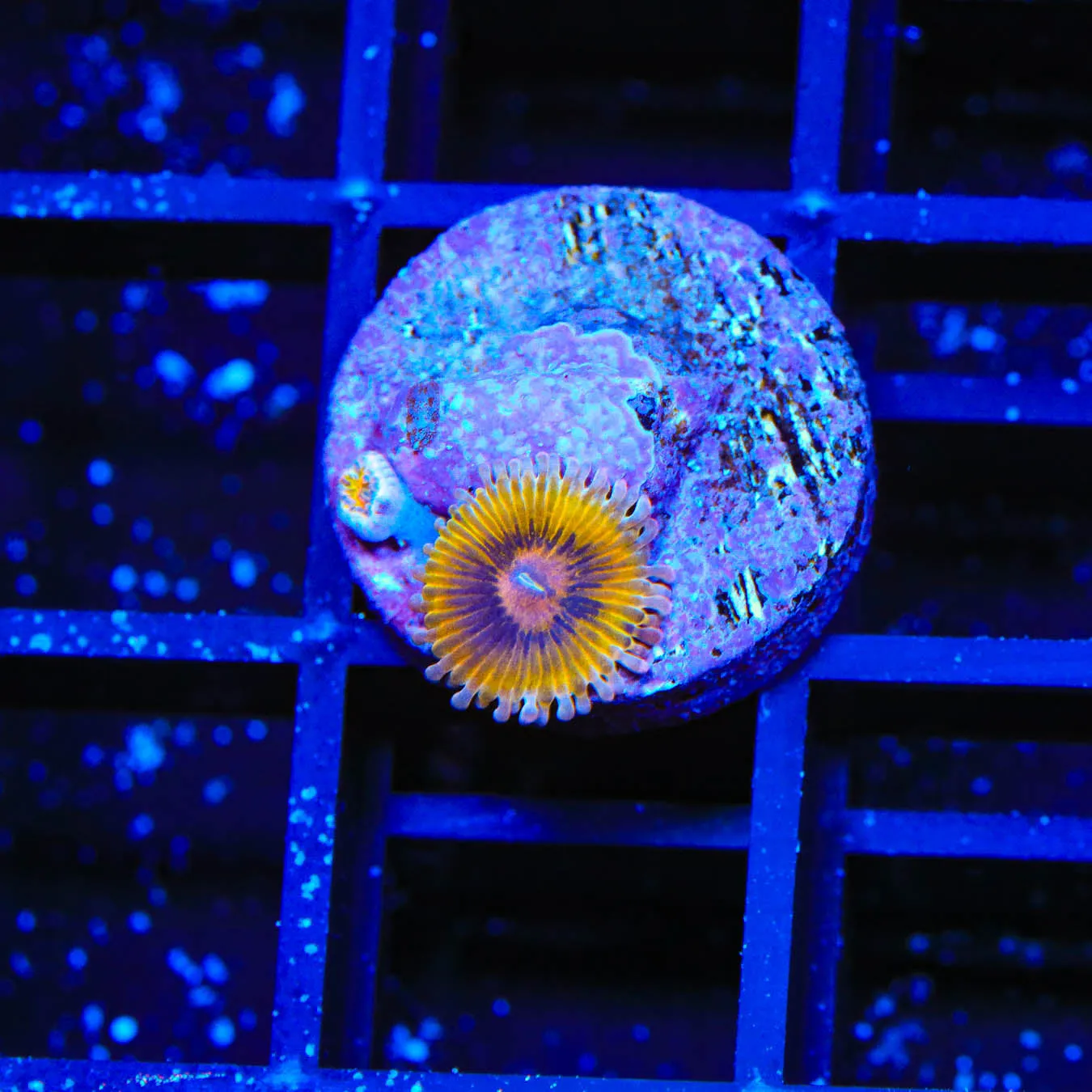 TSA Chiquita Zoanthids Coral