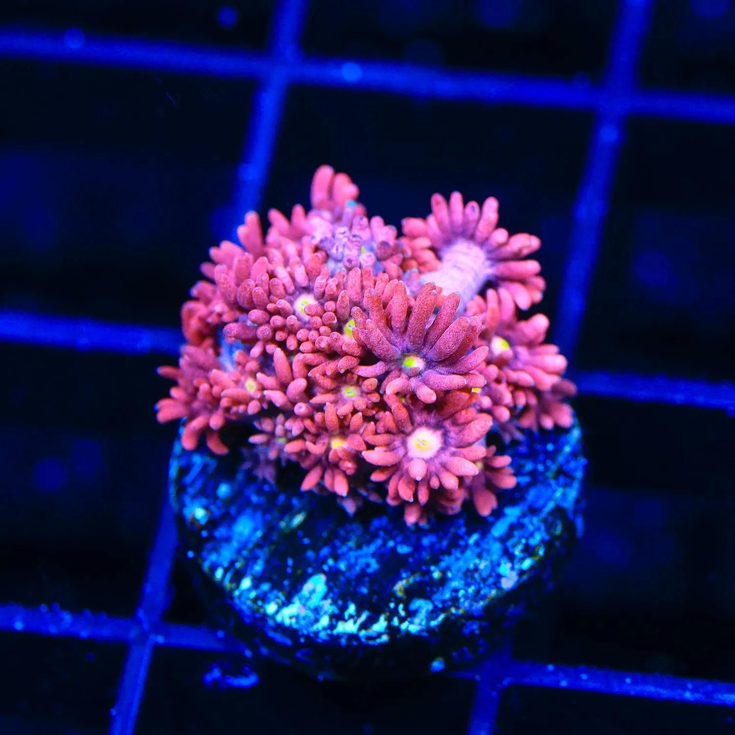 TSA Flower Pot Goniopora Coral