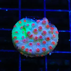 TSA Grafted Rocketman Cyphastrea Coral