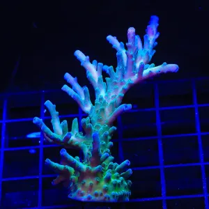 TSA Ice Tort Acropora Coral