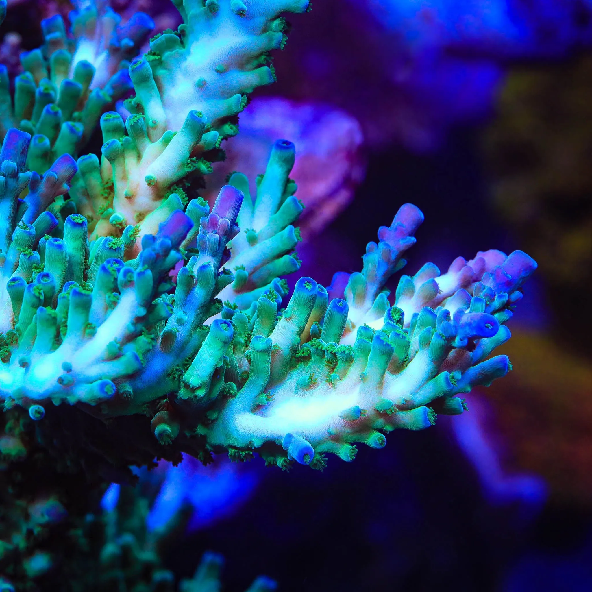 TSA Ice Tort Acropora Coral