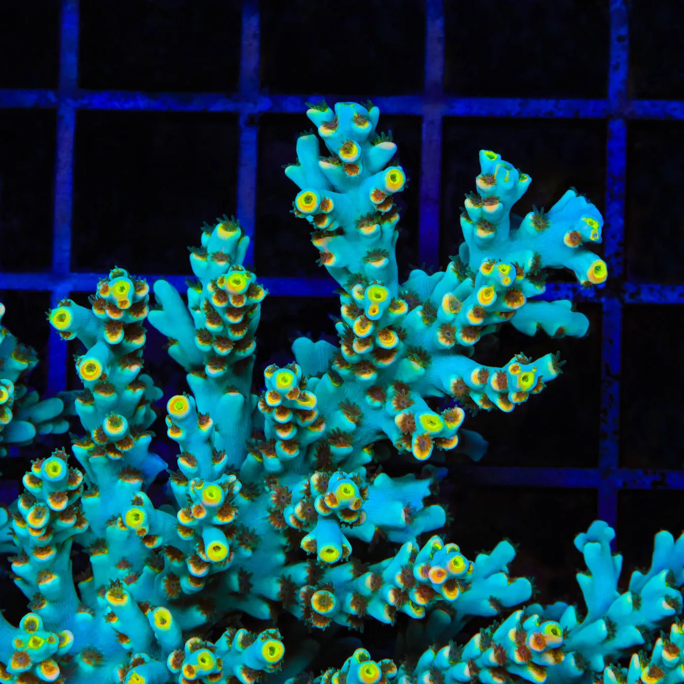 TSA Night King Speciosa Acropora Coral