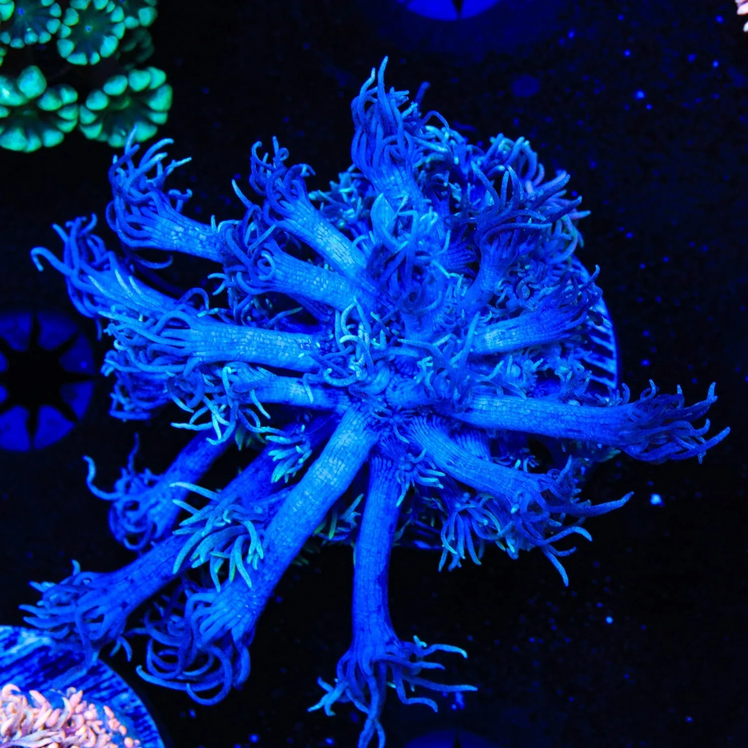 TSA Smurf Goniopora Coral