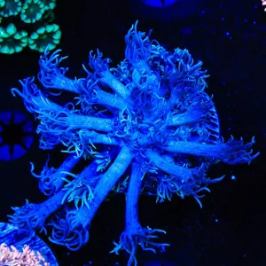 TSA Smurf Goniopora Coral