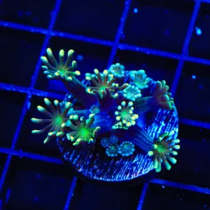 TSA Super Storm Alveopora Coral