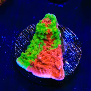 WWC Grafted Montipora Cap Coral