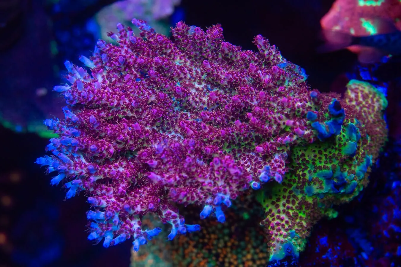 WWC Hyper Pink Acropora