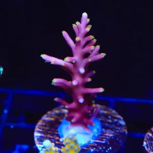 WWC Little Red Ferarri Acropora Coral