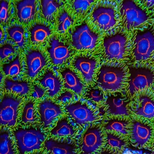 WWC Purple Hearts Zoanthid Coral