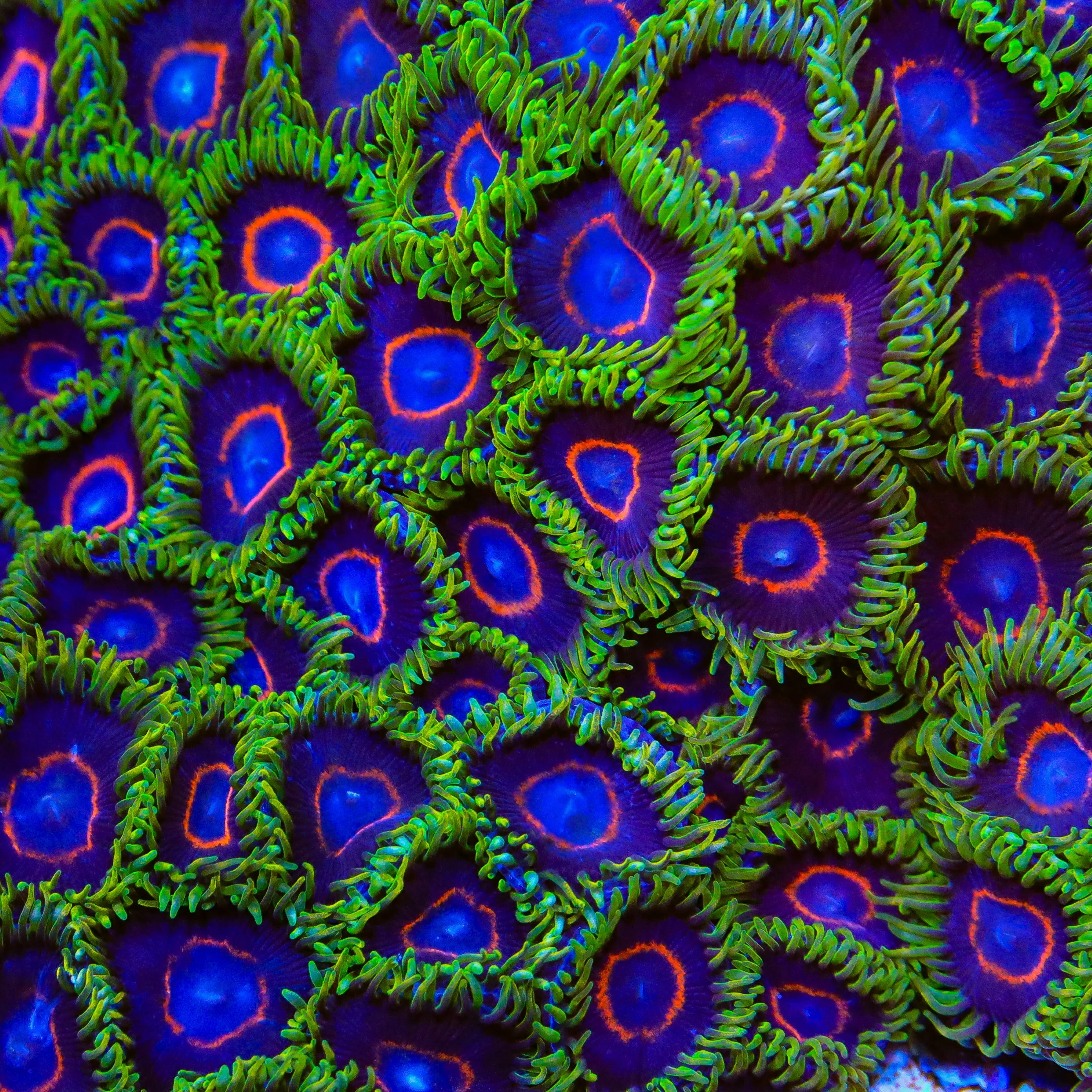 WWC Purple Hearts Zoanthid Coral