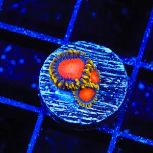 Yellow Brick Roads Zoanthids Coral