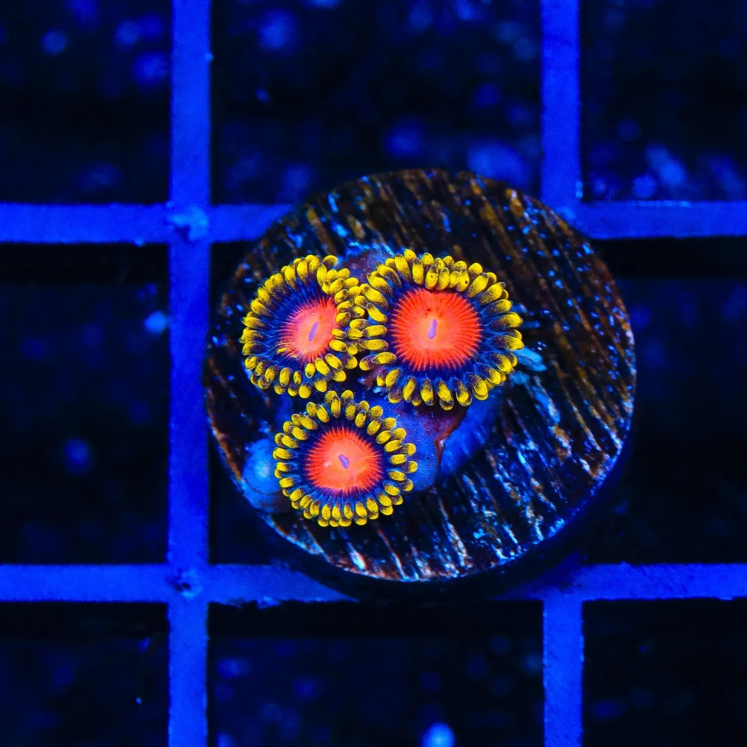 Yellow Brick Roads Zoanthids Coral